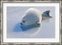 Framed Harp Seal Pup on Ice