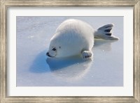 Framed Harp Seal Pup on Ice