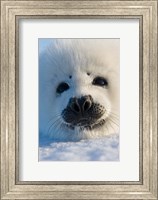 Framed Harp Seal Pup, Canada