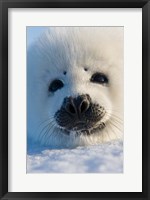 Framed Harp Seal Pup, Canada