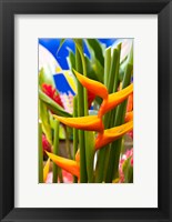 Framed Heliconia Flower, Seafront Market