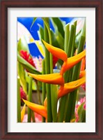Framed Heliconia Flower, Seafront Market
