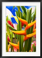 Framed Heliconia Flower, Seafront Market