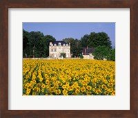 Framed Sunflowers and Chateau, Loire Valley, France