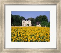 Framed Sunflowers and Chateau, Loire Valley, France