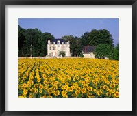 Framed Sunflowers and Chateau, Loire Valley, France