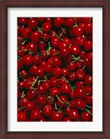 Framed Cherries, Normandy, France