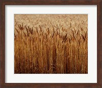 Framed Field of Wheat, France