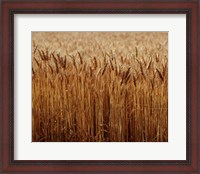 Framed Field of Wheat, France