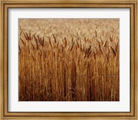 Framed Field of Wheat, France