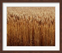 Framed Field of Wheat, France