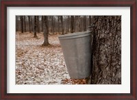 Framed Maple Trees in Quebec