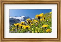 Framed Rough Hawkbit, Zillertal Alps