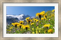 Framed Rough Hawkbit, Zillertal Alps