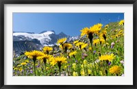 Framed Rough Hawkbit, Zillertal Alps