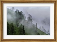 Framed Forest in Tyrol, Austria
