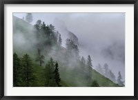 Framed Forest in Tyrol, Austria