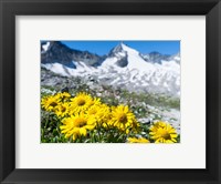 Framed Doronicum Flowers, Nationalpark Hohe Tauern