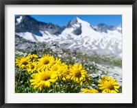 Framed Doronicum Flowers, Nationalpark Hohe Tauern
