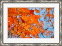 Framed Colorful Maple Leaf Trees
