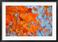 Framed Colorful Maple Leaf Trees