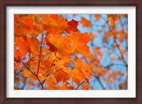 Framed Colorful Maple Leaf Trees