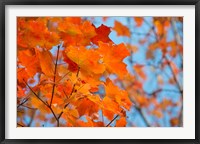 Framed Colorful Maple Leaf Trees