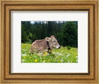 Framed Cattle on Karwendel Mountain Range