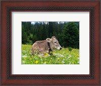 Framed Cattle on Karwendel Mountain Range