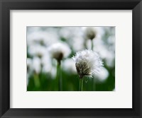 Framed White Cottongrass, Austria