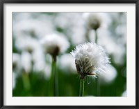 Framed White Cottongrass, Austria