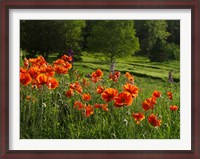 Framed Shampers Bluff Poppies