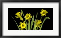Framed Daffodils 4
