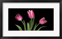 Framed Tulips 4