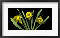 Framed Daffodils 5