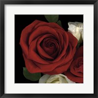 Framed Red Rose