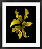 Framed Calla Lilies 4