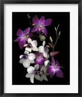 Framed Dendrobium Orchids