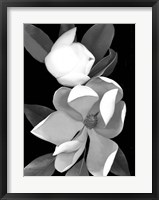 Framed White Magnolia 1