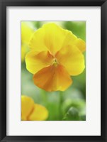 Framed Yellow Pansy