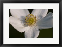 Framed White And Yellow Flower Closeup