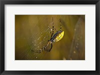 Framed Yellow Spider On The Web