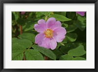 Framed North Shore Pink Flower