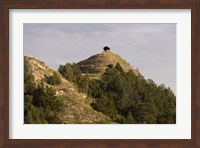 Framed Bison On Mountain