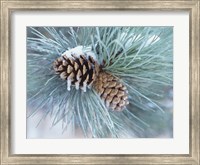 Framed Frosted Pine Cone And Pine Needles II