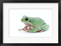 Framed Green Frog On White