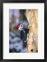 Framed Woodpecker On Bark
