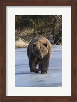 Framed Bear On The Prowl