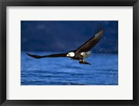 Framed Soaring Eagle Over Blue Sea