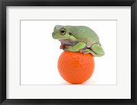 Framed Green Frog Orange Golf Ball I
